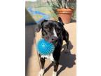 Adopt Skylar a Labrador Retriever