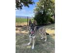 Adopt MARVEL a German Shepherd Dog