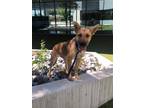 Adopt GIGI a German Shepherd Dog, Belgian Shepherd / Malinois