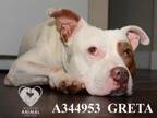 Adopt GRETA a Staffordshire Bull Terrier