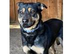 Adopt Mindy a German Shepherd Dog