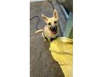 Adopt WILLOW a German Shepherd Dog, Mixed Breed