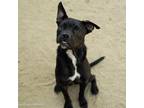 Adopt HURRICANE a Pit Bull Terrier