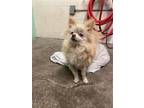 Adopt A690052 a Pomeranian