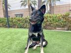Adopt EMMA a German Shepherd Dog, Akita
