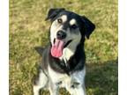 Adopt NOVA a Husky