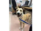 Adopt NELLY a Pit Bull Terrier, Mixed Breed