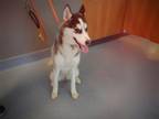 Adopt KIRA a Siberian Husky
