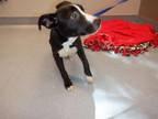 Adopt LAVATAI a Pit Bull Terrier