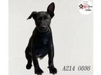 Adopt KAREN a Labrador Retriever