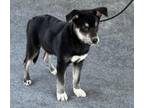 Adopt ZOEY a Husky, Mixed Breed