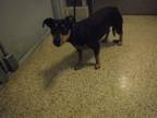 Adopt ROSE a Rat Terrier