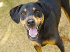 Adopt KONA a Rottweiler, Mixed Breed