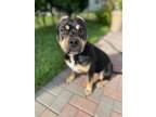 Adopt LOLA a Staffordshire Bull Terrier
