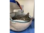 Adopt PETUNIA a Domestic Short Hair