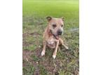 Adopt LADY LOVE a Pit Bull Terrier