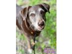 Adopt MABEL a Labrador Retriever, Mixed Breed