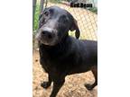 Adopt RED BEAN a Labrador Retriever, Mixed Breed