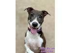 Adopt JILLYBEAN a Labrador Retriever, Mixed Breed