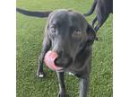 Adopt Marge a Black Labrador Retriever