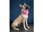 Adopt Buttermilk- ADOPTED a Collie, Labrador Retriever