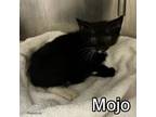 Adopt MOJO a Domestic Short Hair