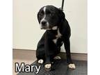 Adopt MARY a Labrador Retriever, Mixed Breed