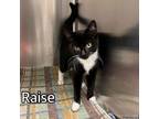 Adopt RAISE a Domestic Short Hair