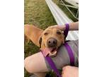 Adopt Rusty a Pit Bull Terrier