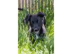 Adopt Shirley a Border Collie
