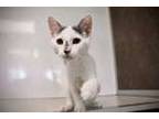 Adopt Hilma a Domestic Short Hair