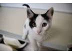 Adopt Leonora a Domestic Short Hair