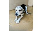 Adopt PIXIE a Foxhound, Labrador Retriever