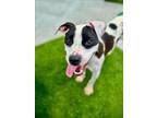 Adopt OREO a Pit Bull Terrier