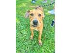 Adopt ELODIE a Labrador Retriever, Mixed Breed