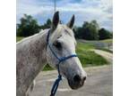 Adopt SASSY a Arabian