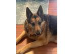 Adopt Esme a German Shepherd Dog