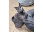 Adopt 6145 (Artimis) a Dilute Tortoiseshell