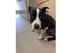 Adopt Hanna 30434 a Pit Bull Terrier, Mixed Breed