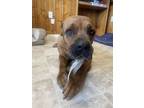 Adopt Petunia a Cane Corso