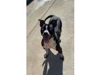 Adopt Stormie a Boxer