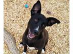 Adopt STRETCH a Labrador Retriever, Mixed Breed