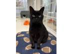 Adopt Annabelle a Domestic Short Hair