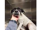 Roxie Rat Terrier Senior Female