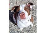 RILEY English Bulldog Adult Female
