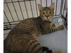 Adopt Sweet Pea a Tabby