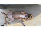 Hemp Seed Chihuahua Adult Male