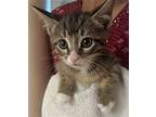 Kyo Domestic Shorthair Kitten Male