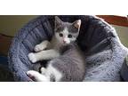Scottie Domestic Shorthair Kitten Male