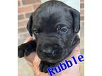 Rubble Mixed Breed (Medium) Puppy Male